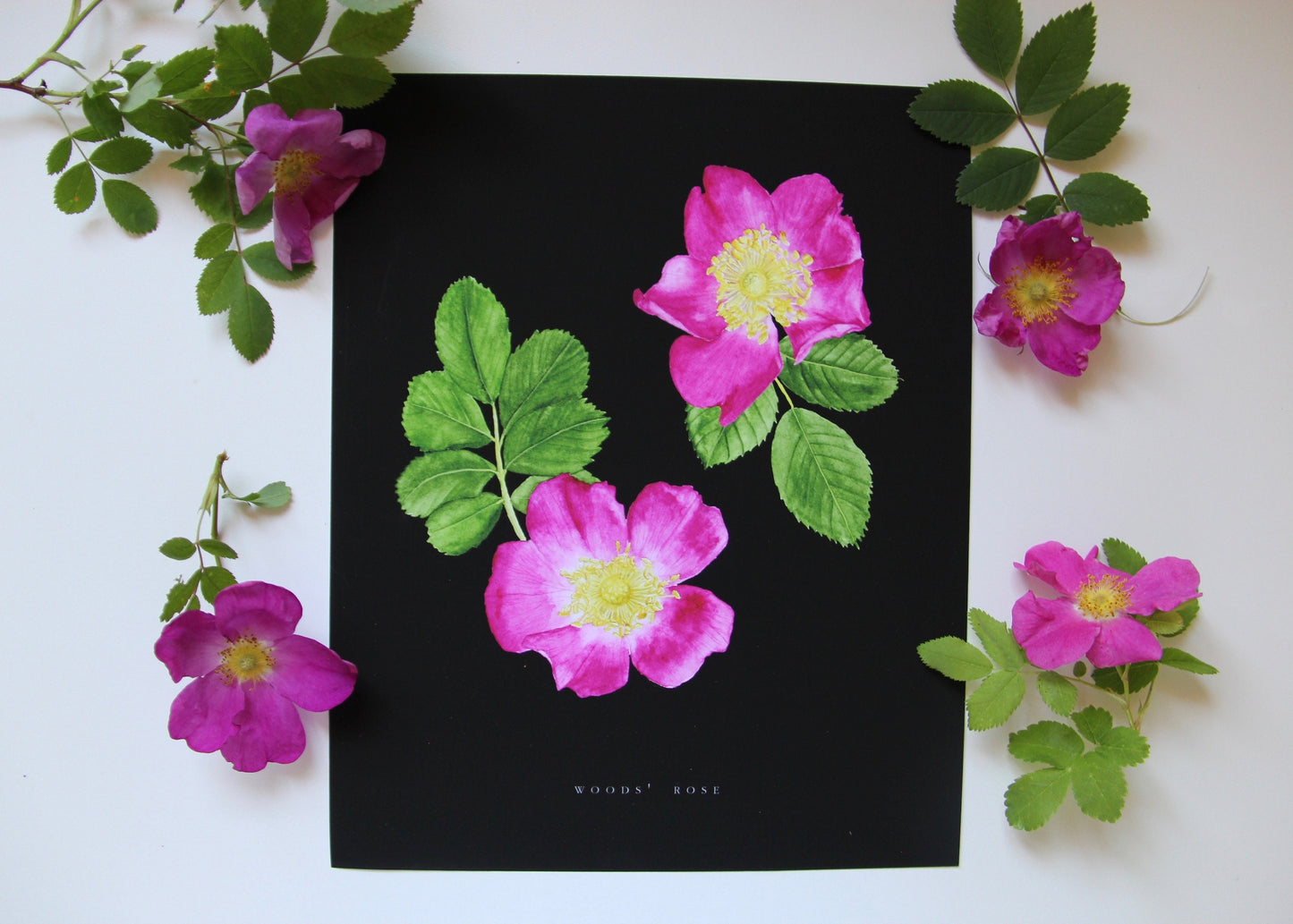 Rose Print- Wild Rose Botanical Illustration
