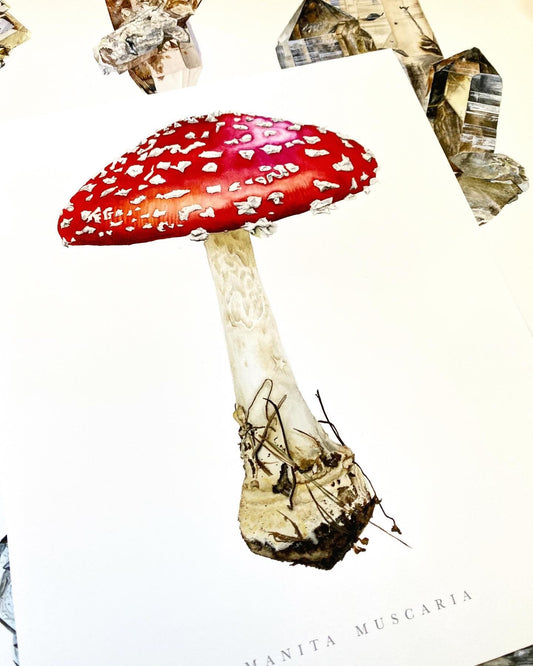 Amanita Muscaria Botanical Watercolor Print