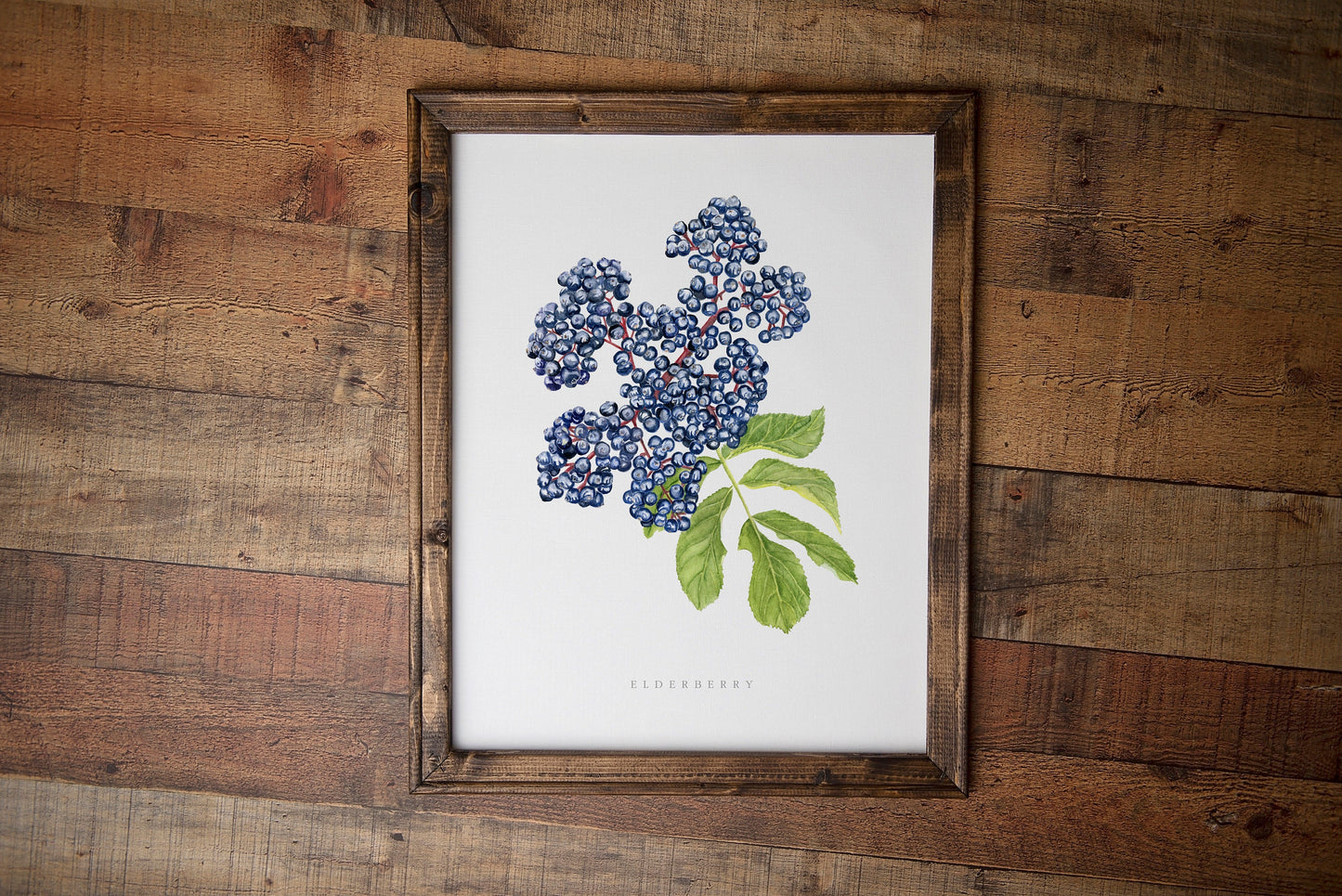 Elderberry Botanical Watercolor Print