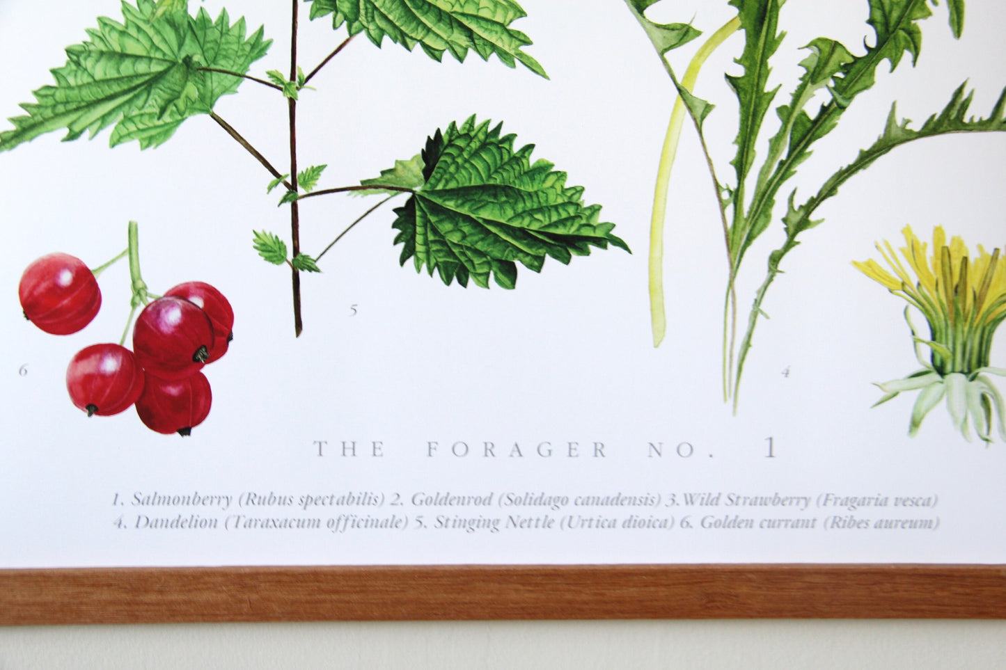 The Forager No. 1- Edible Wild Foods Poster