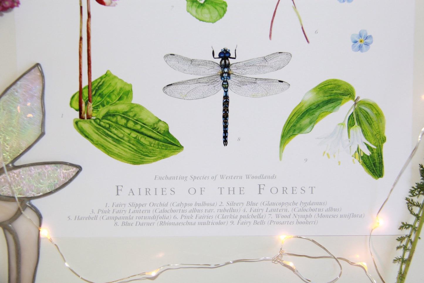 Fairies of the Forest- Botanical Poster