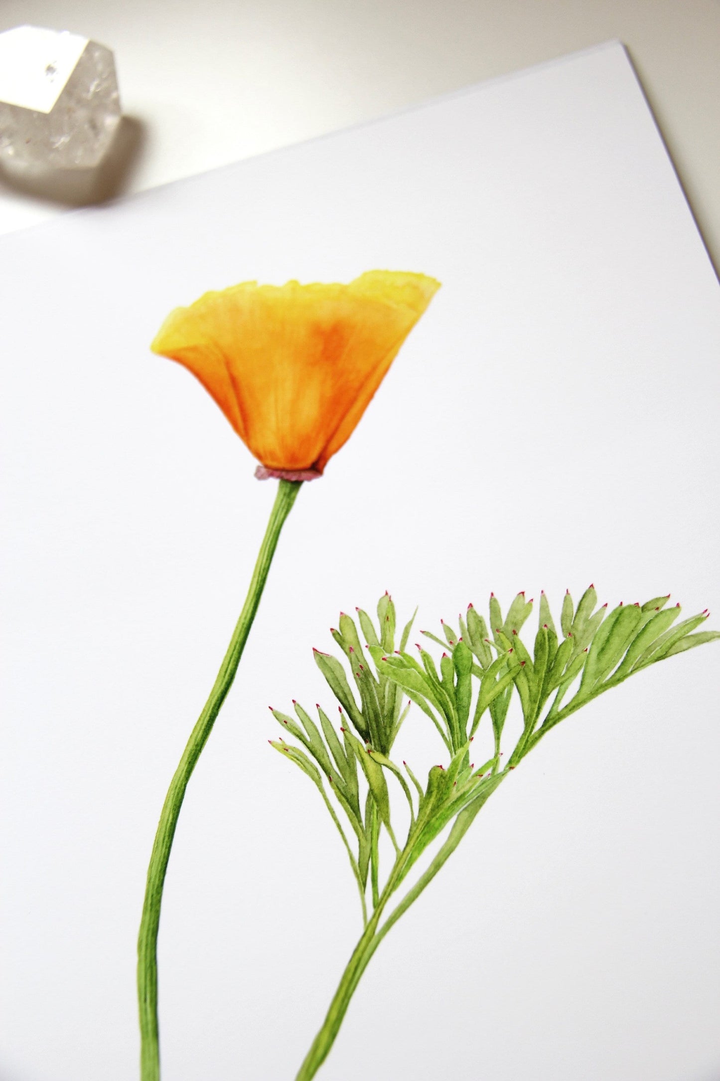 California Poppy Botanical Print