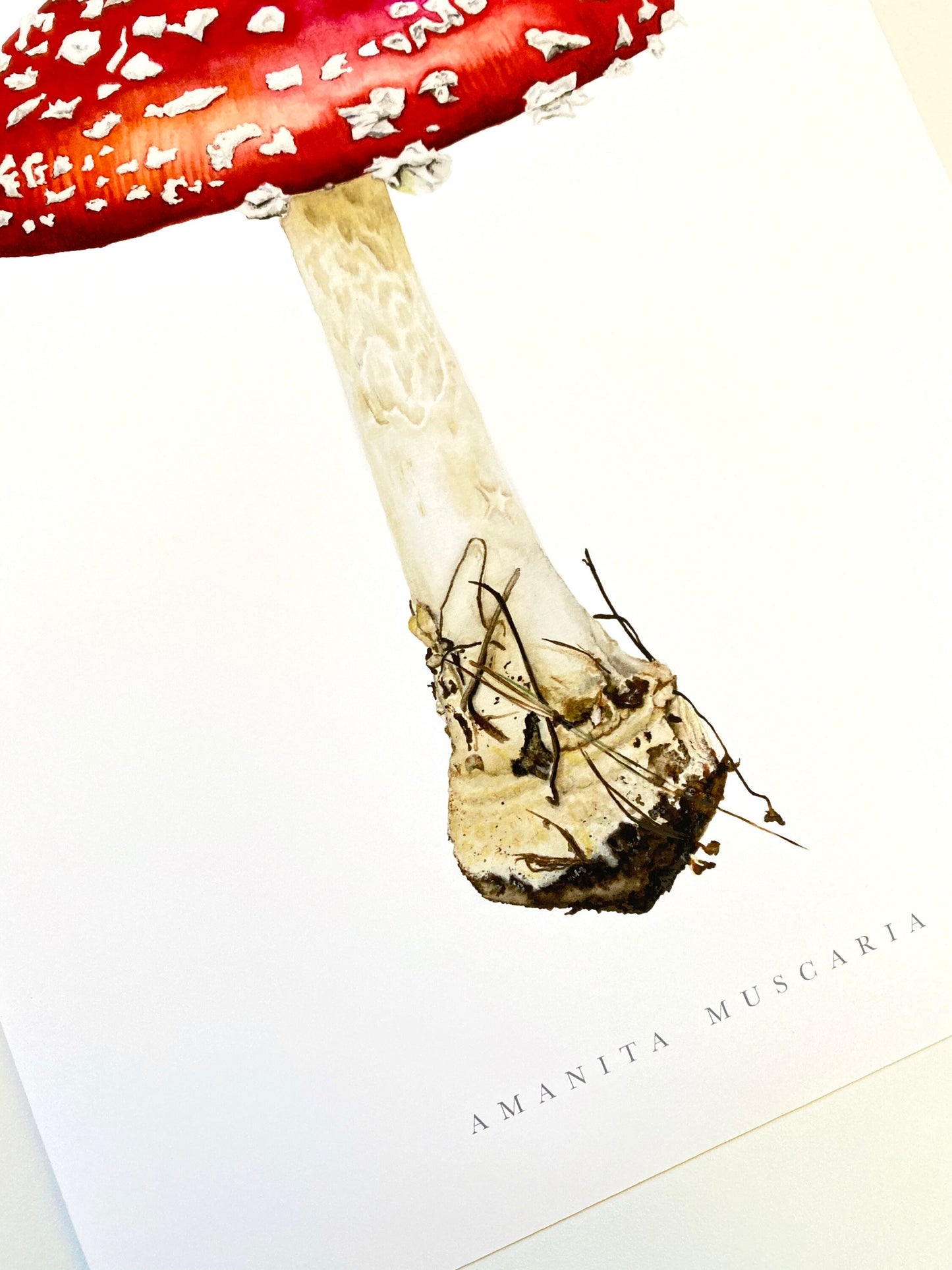 Amanita Muscaria Botanical Watercolor Print