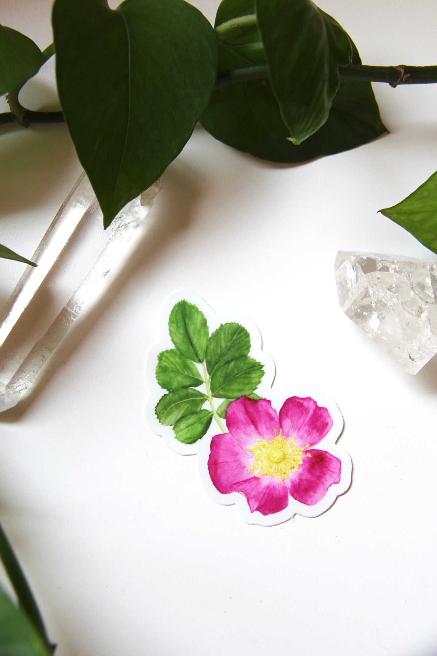 Wild Rose Sticker- Watercolor Rose Sticker, Botanical Stickers, Flower Sticker, Flower Decals, Wildflowers