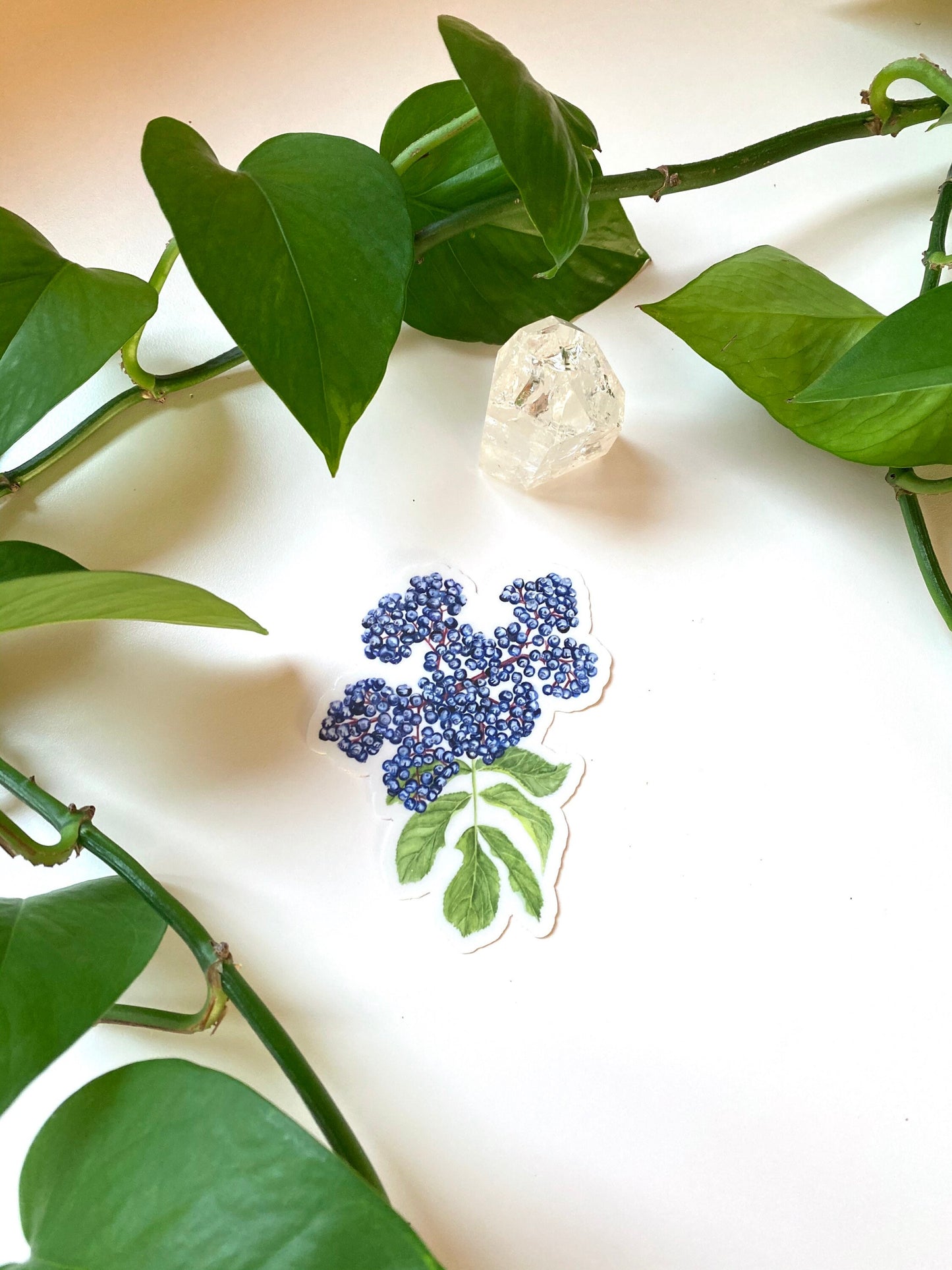 Elderberry Herbal Botanical Sticker