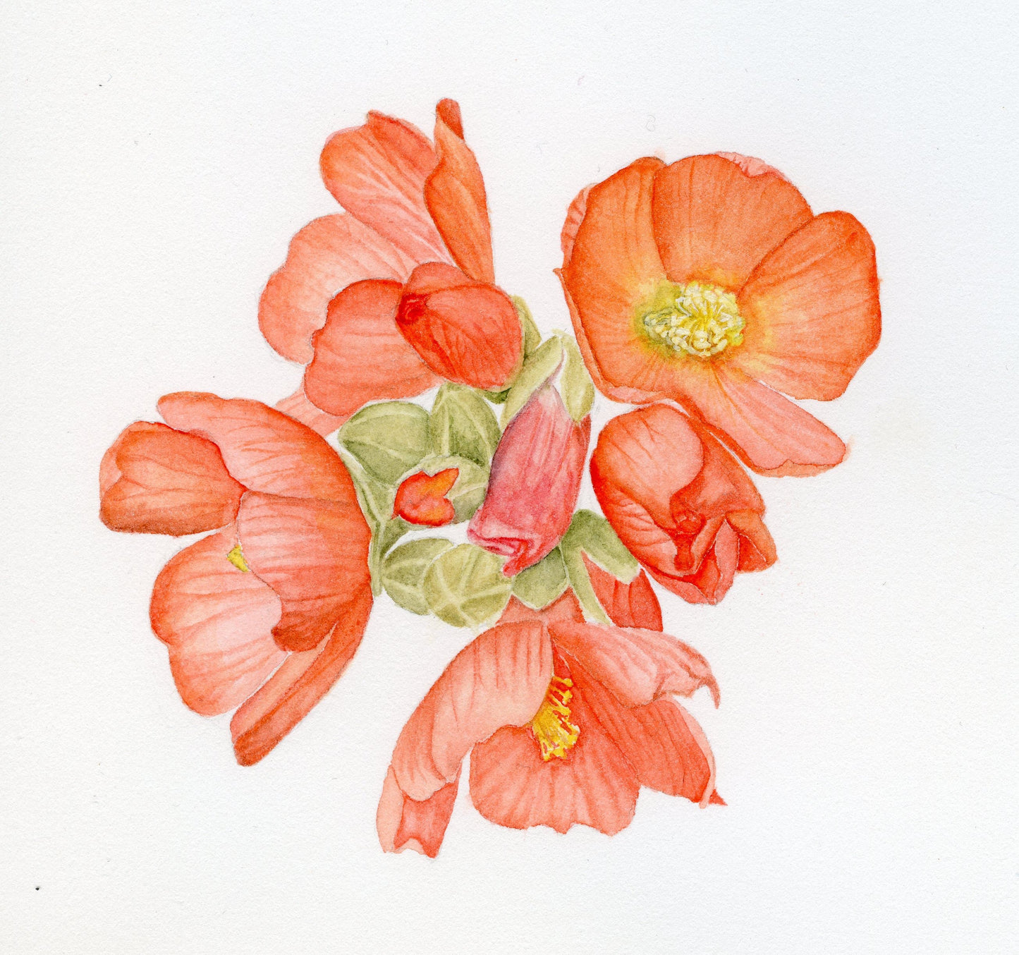 Globemallow Sticker