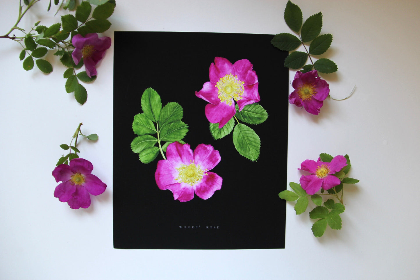 Rose Print- Wild Rose Botanical Illustration