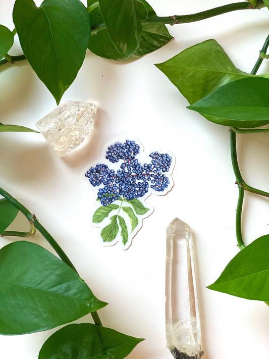 Elderberry Herbal Botanical Sticker