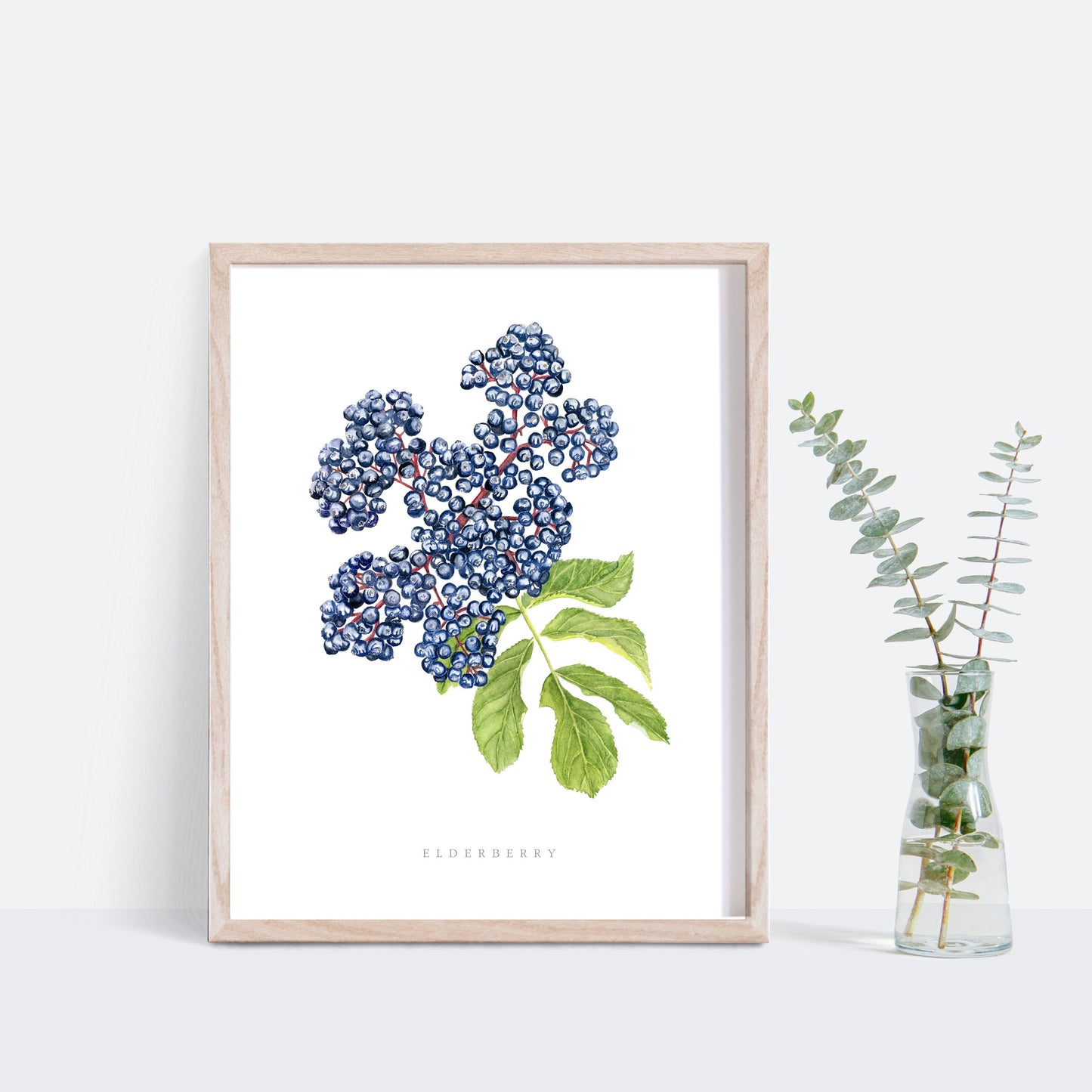 Elderberry Botanical Watercolor Print