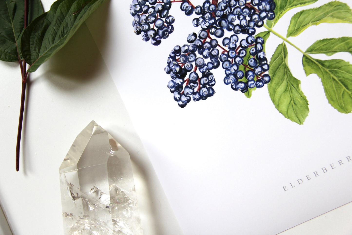 Elderberry Botanical Watercolor Print