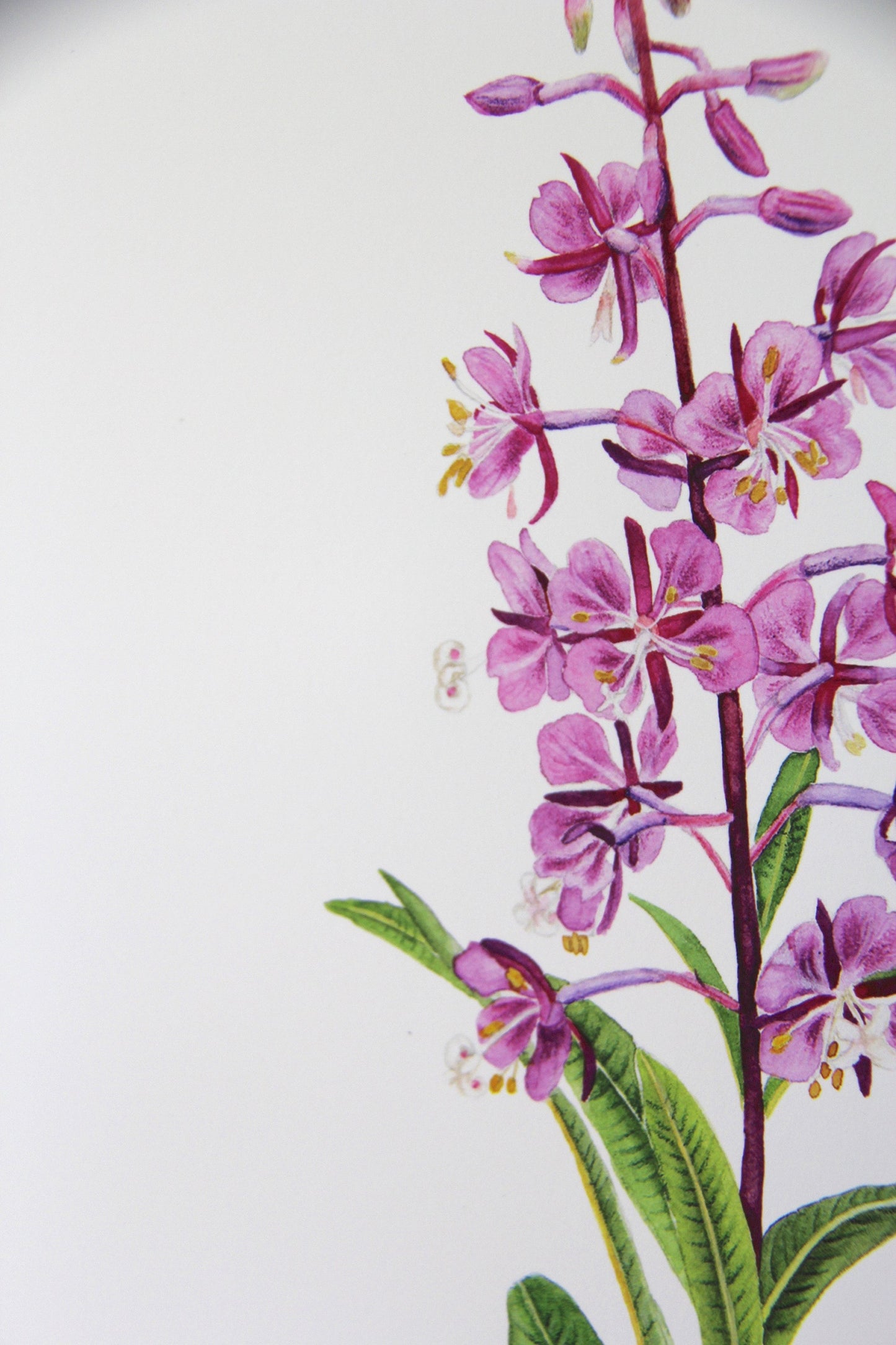 Fireweed Print- Watercolor Fireweed Print