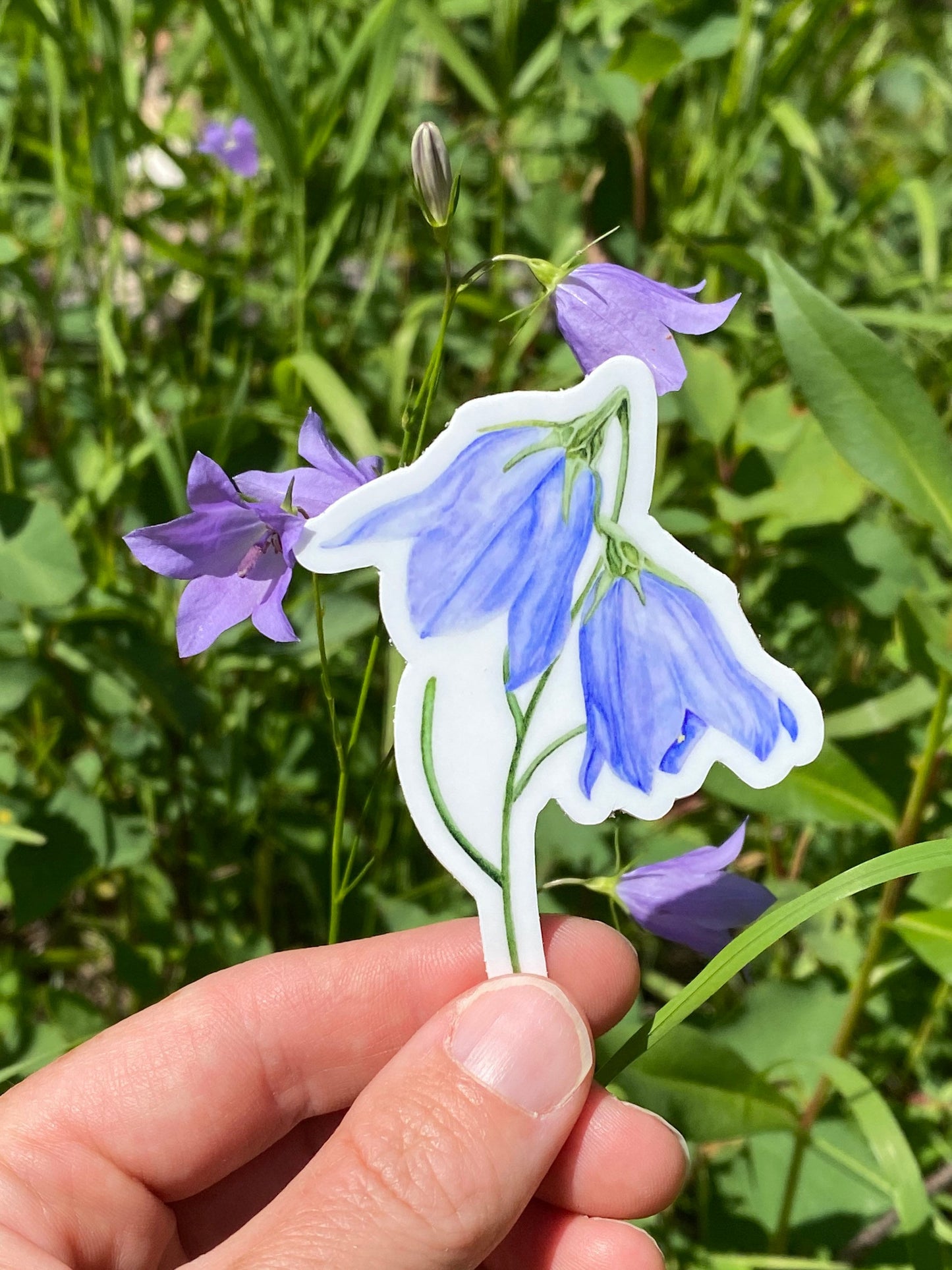 Harebell Vinyl Sticker