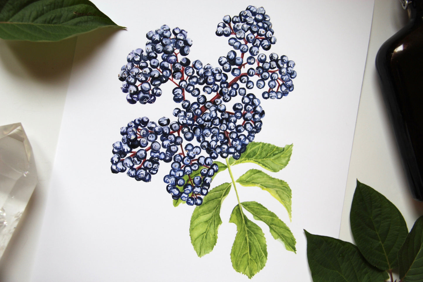 Elderberry Botanical Watercolor Print