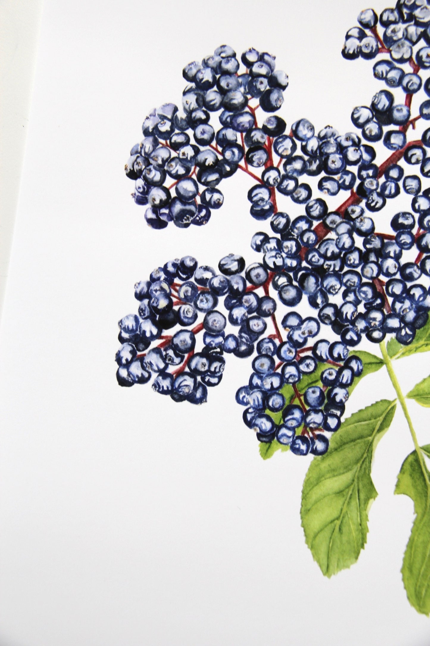 Elderberry Botanical Watercolor Print