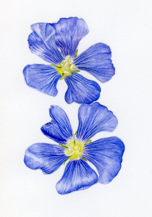 Blue Flax Watercolor Vinyl Sticker