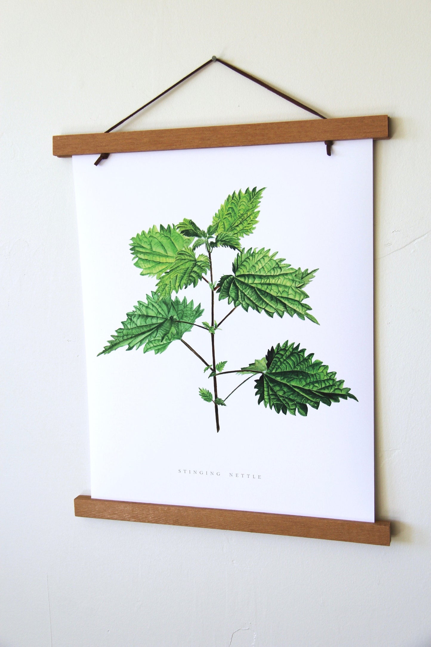 Stinging Nettle Botanical Art Print