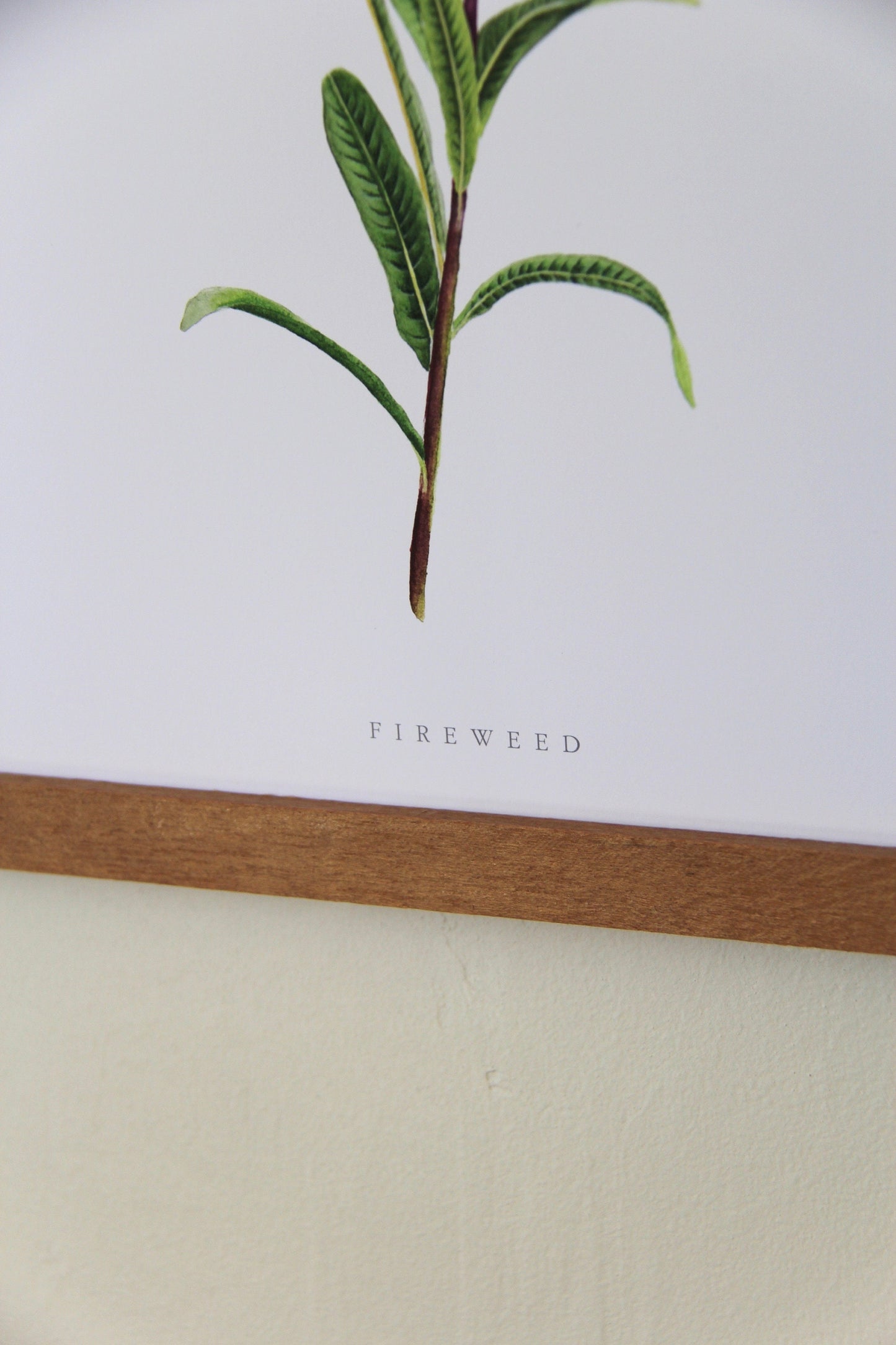 Fireweed Print- Watercolor Fireweed Print