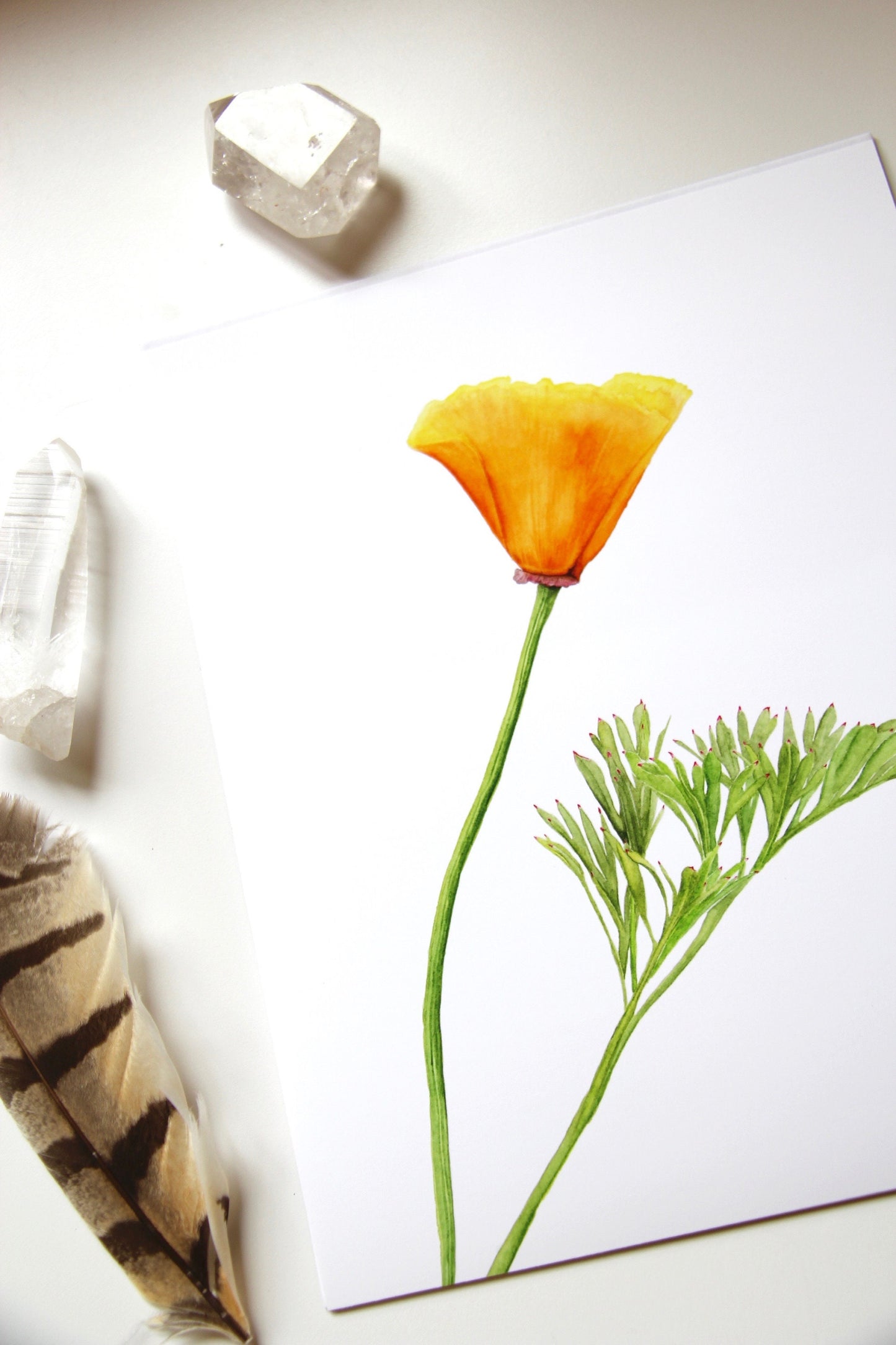 California Poppy Botanical Print