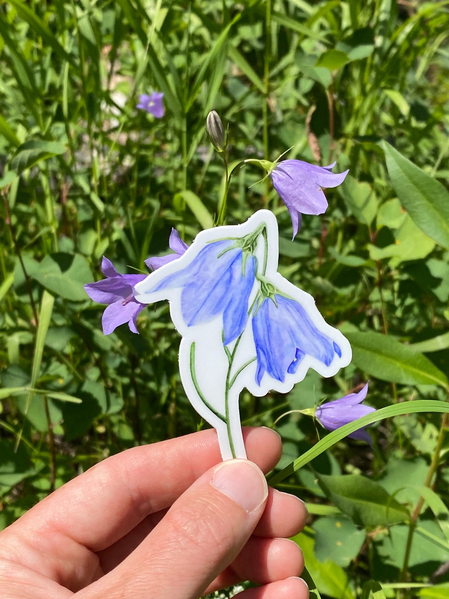 Harebell Vinyl Sticker