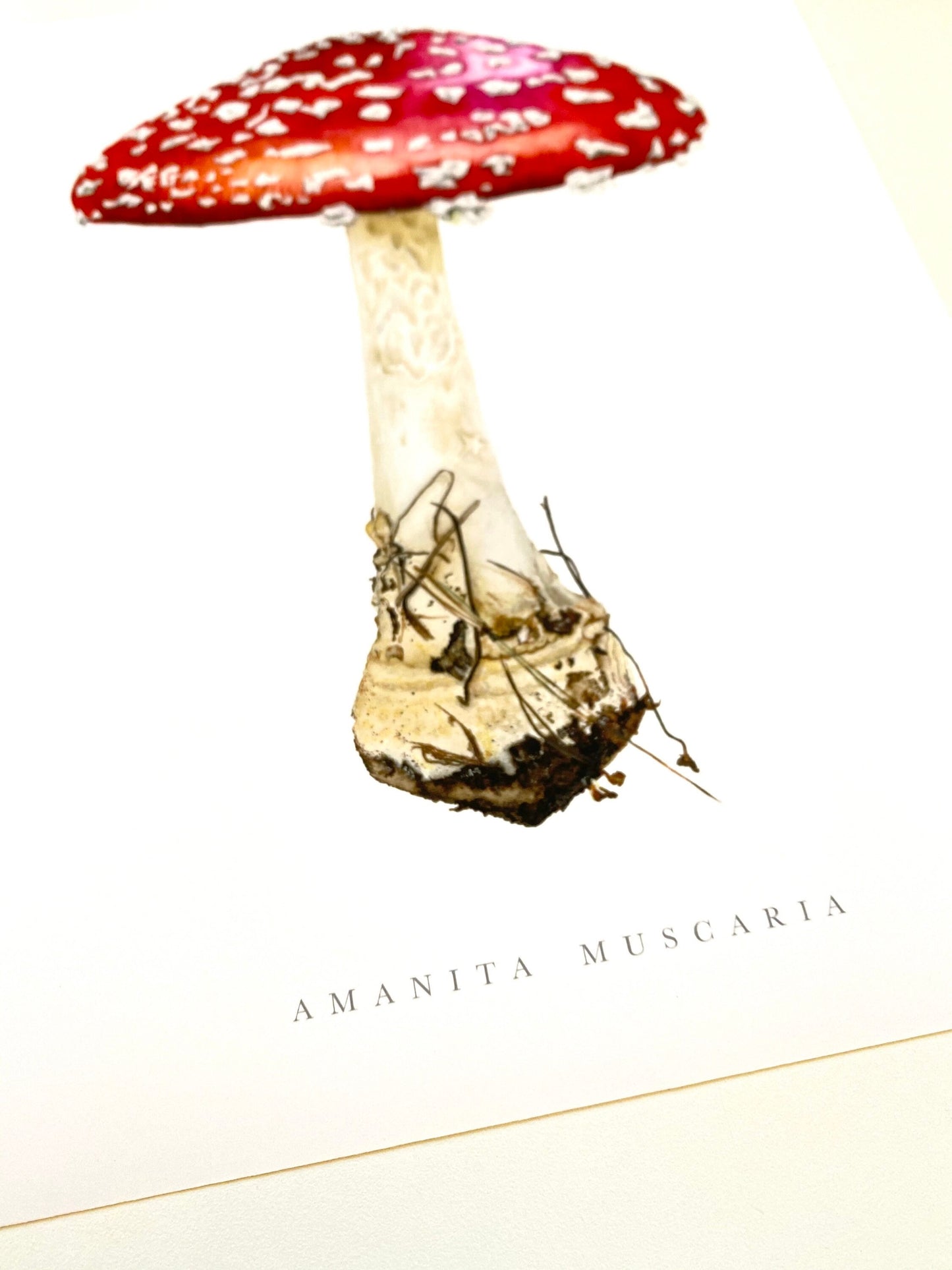 Amanita Muscaria Botanical Watercolor Print