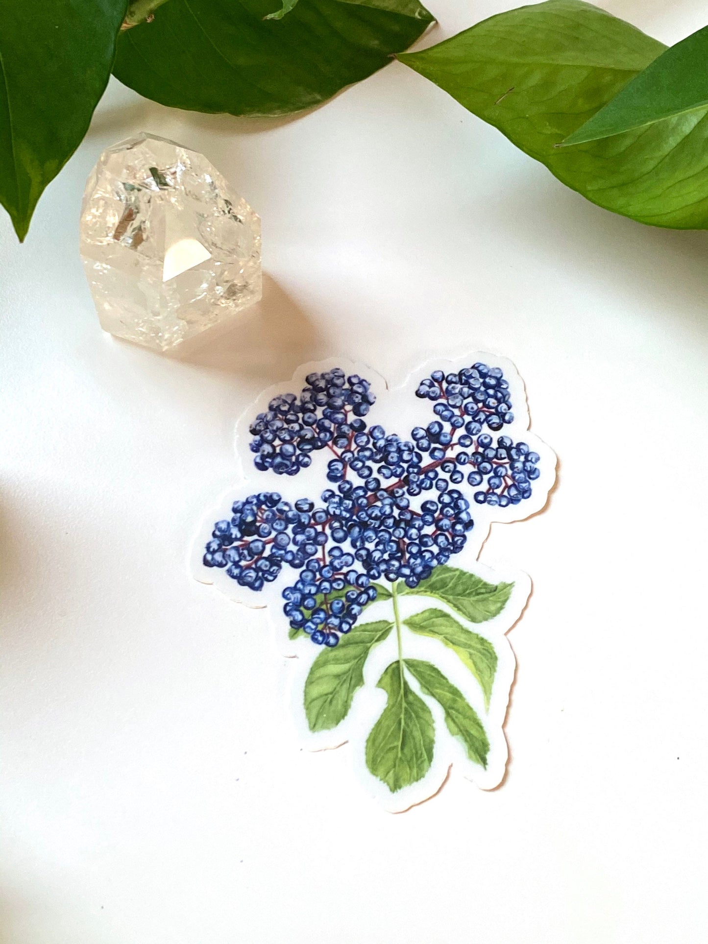 Elderberry Herbal Botanical Sticker