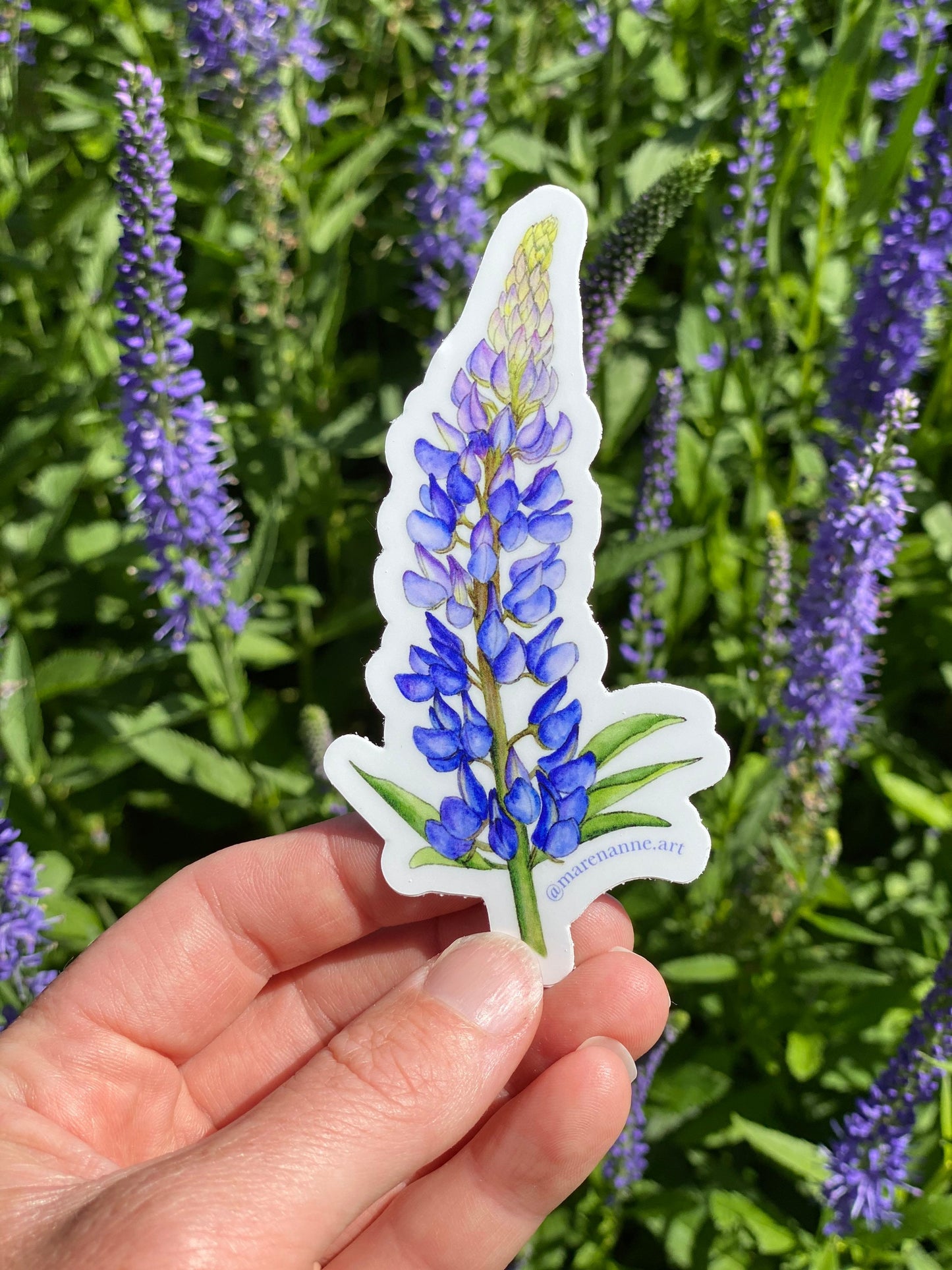 Watercolor Lupine Sticker- Lupine Vinyl Sticker, Wildflower Stickers, Flower Sticker, Botanical Sticker