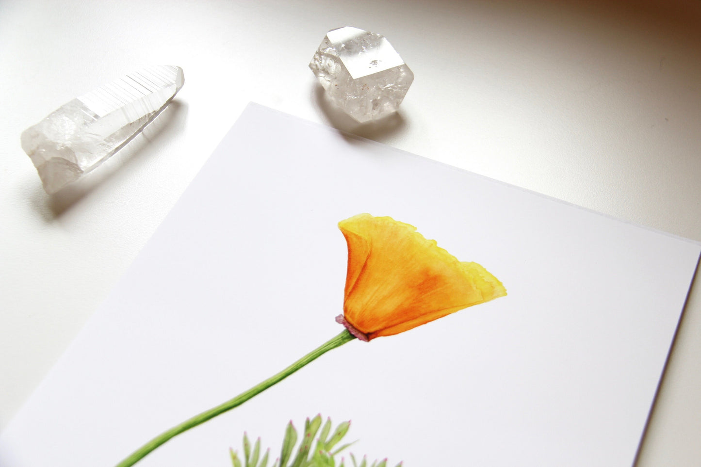 California Poppy Botanical Print