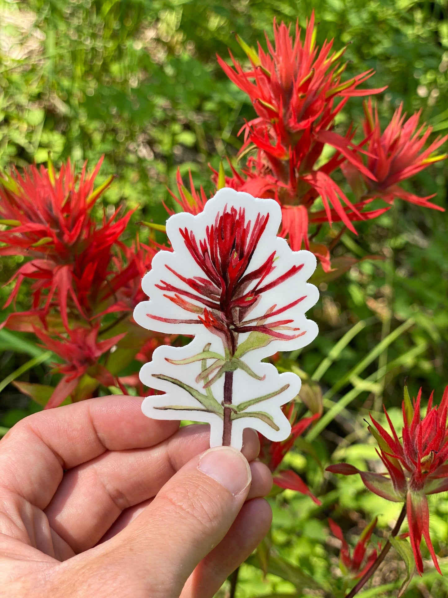 Indian Paintbrush Sticker