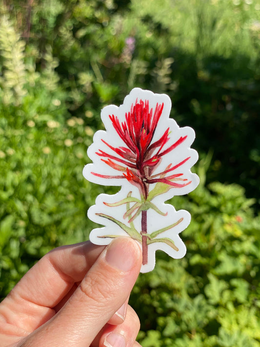 Indian Paintbrush Sticker