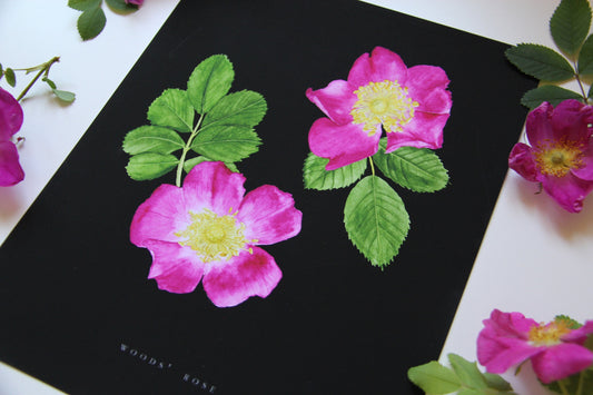 Rose Print- Wild Rose Botanical Illustration
