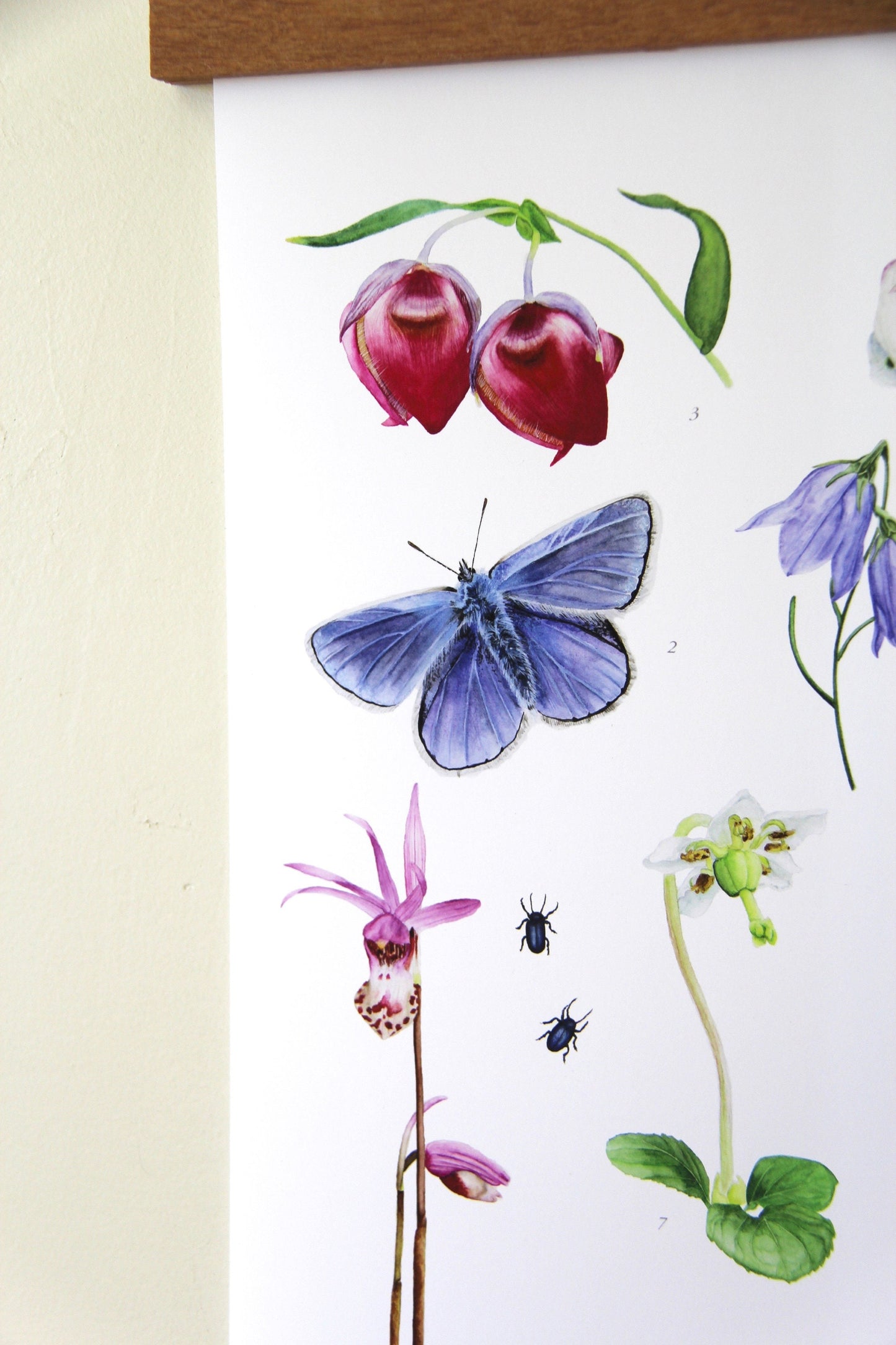 Fairies of the Forest- Botanical Poster