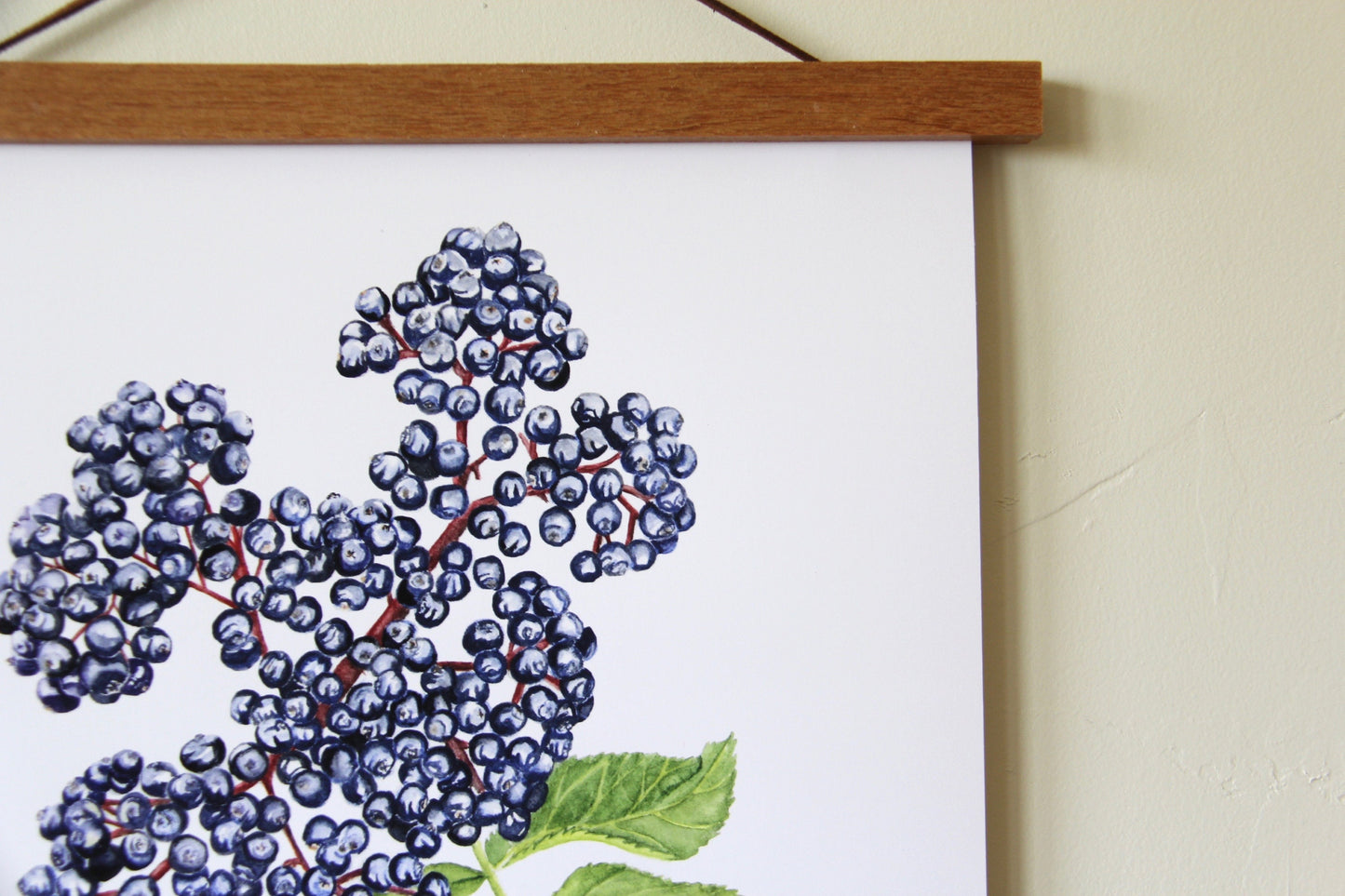Elderberry Botanical Watercolor Print