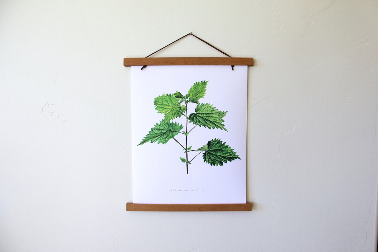 Stinging Nettle Botanical Art Print