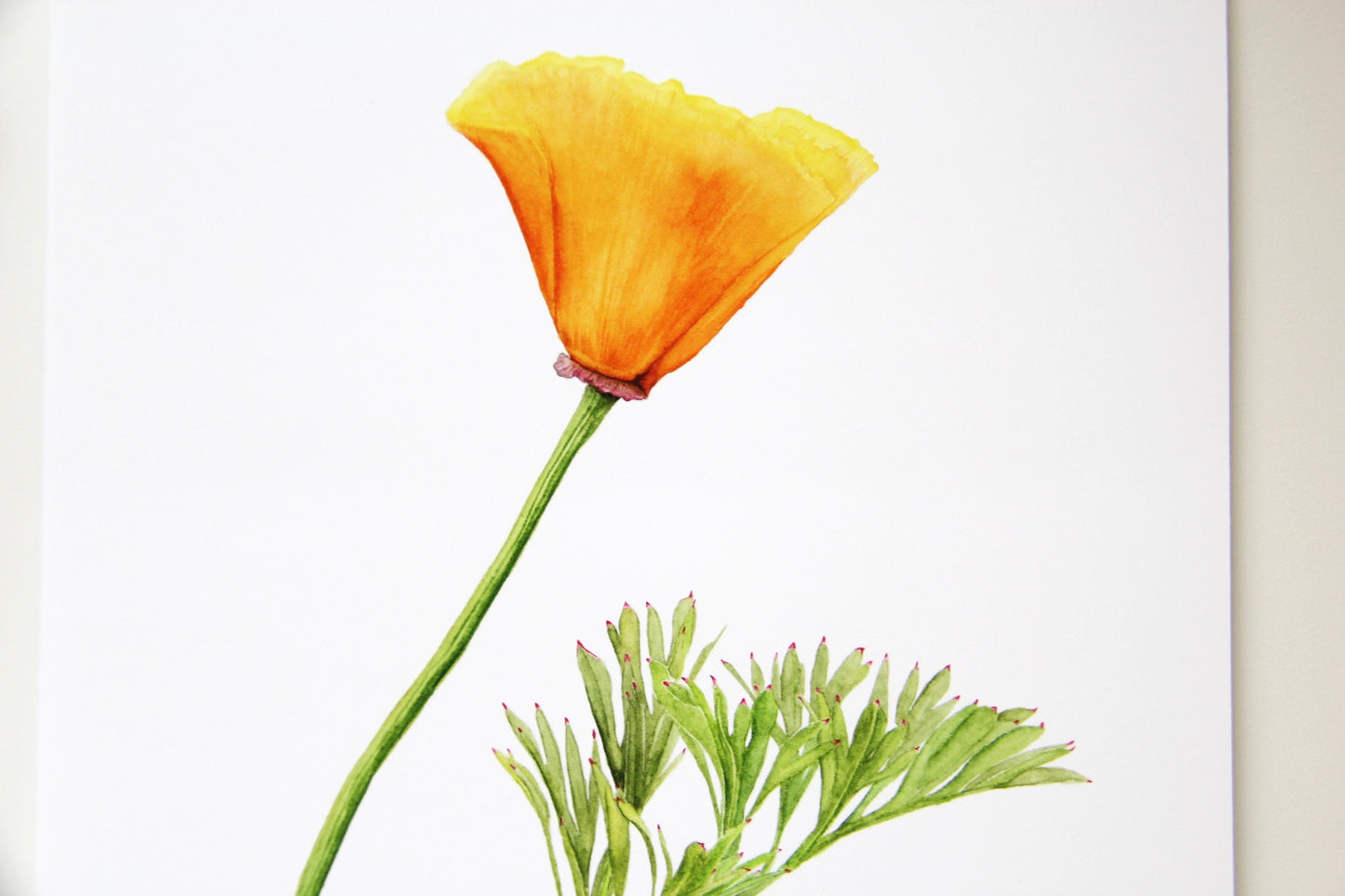 California Poppy Botanical Print