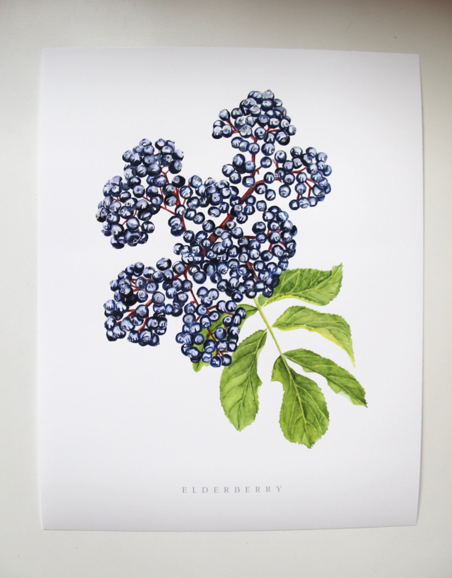 Elderberry Botanical Watercolor Print
