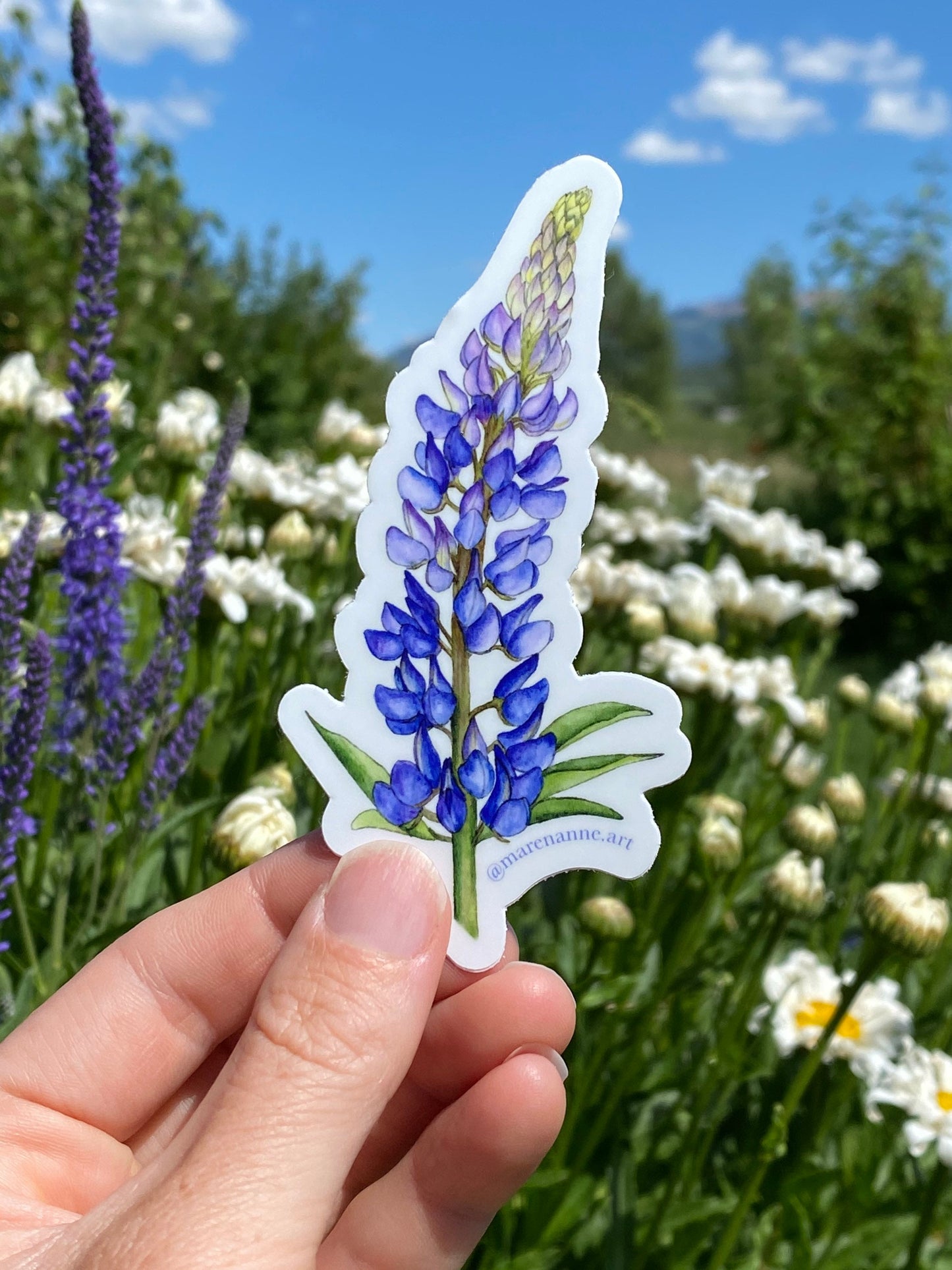 Watercolor Lupine Sticker- Lupine Vinyl Sticker, Wildflower Stickers, Flower Sticker, Botanical Sticker