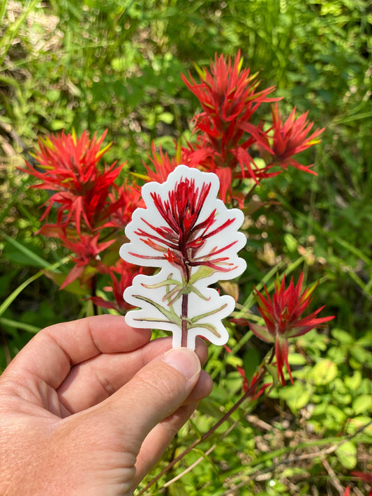 Indian Paintbrush Sticker