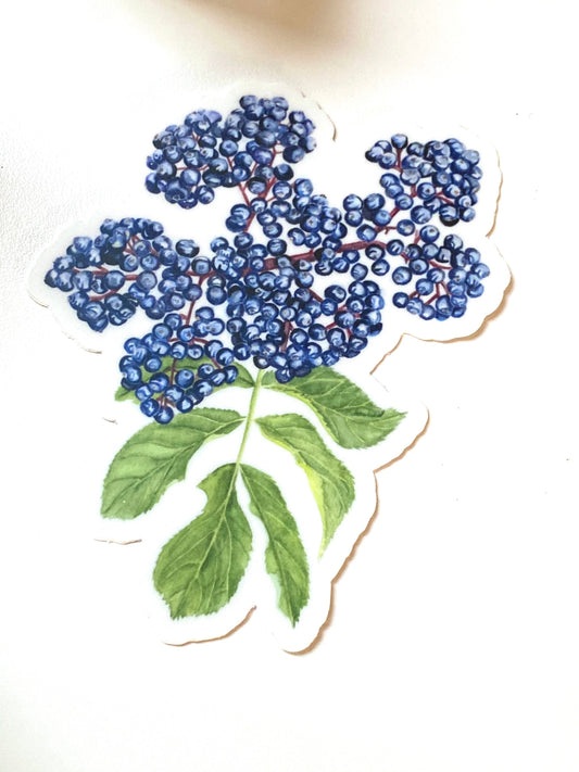 Elderberry Herbal Botanical Sticker