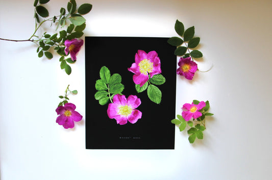 Rose Print- Wild Rose Botanical Illustration