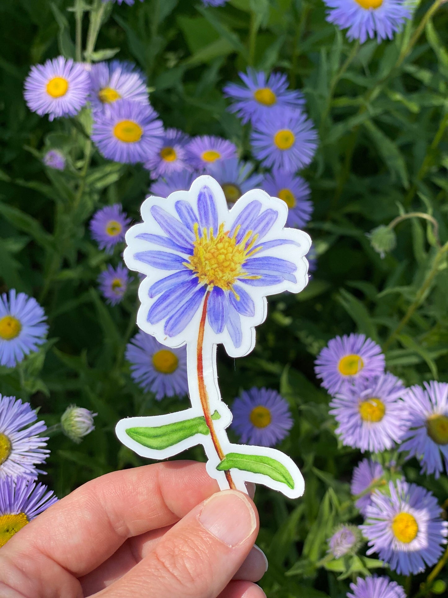 Aster Watercolor Sticker