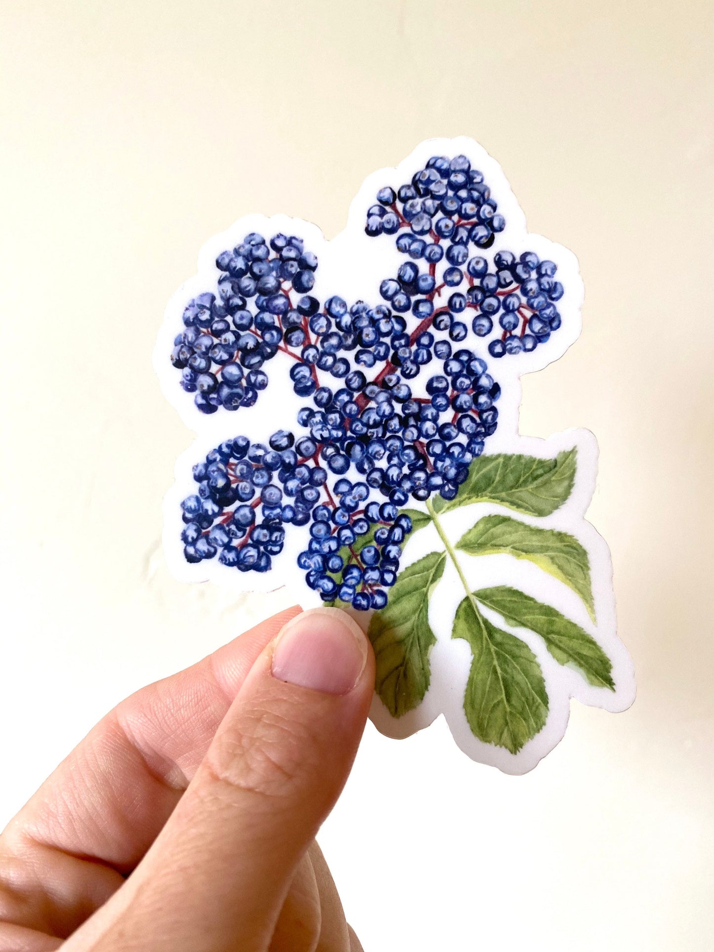 Elderberry Herbal Botanical Sticker