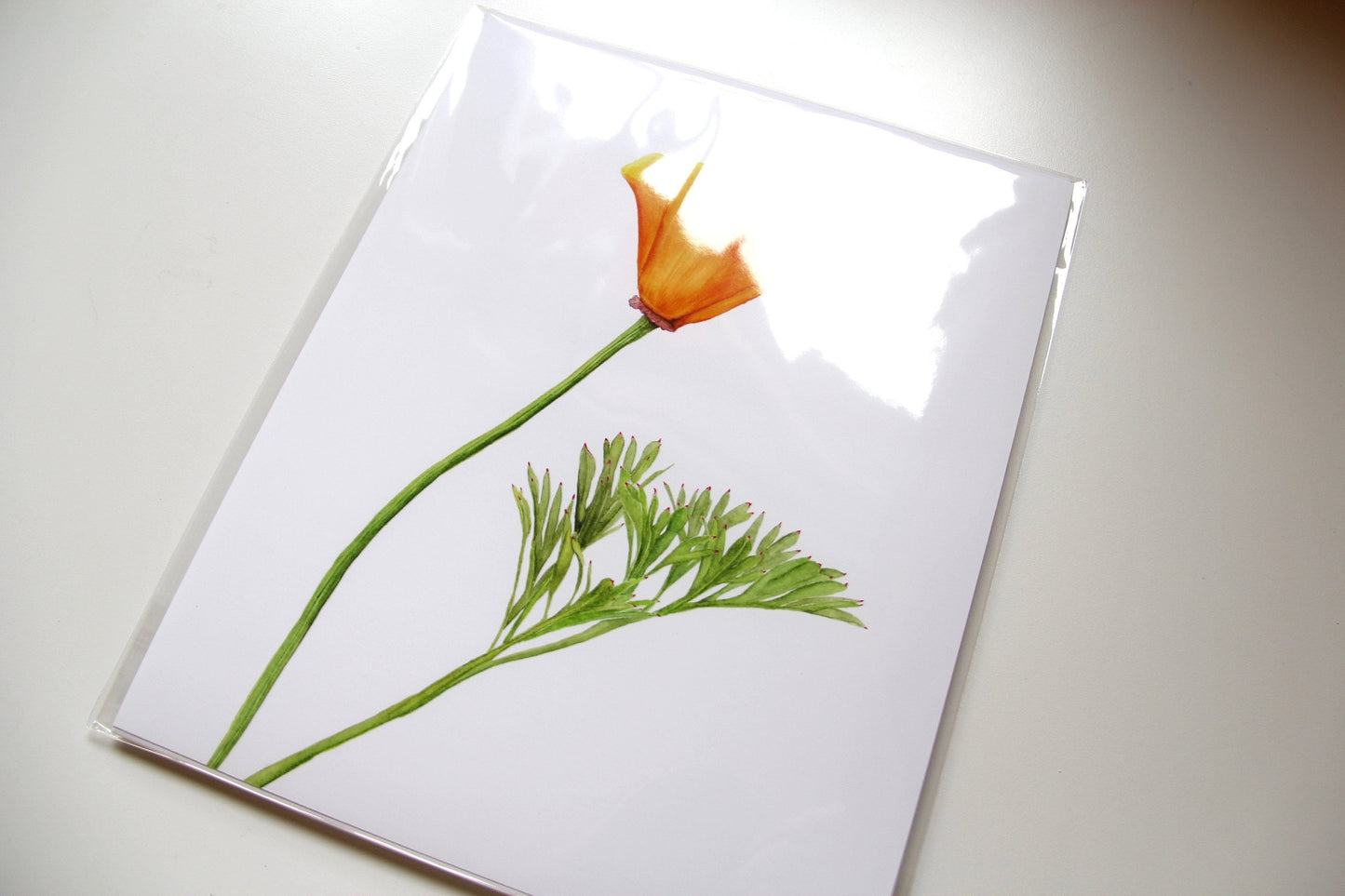 California Poppy Botanical Print