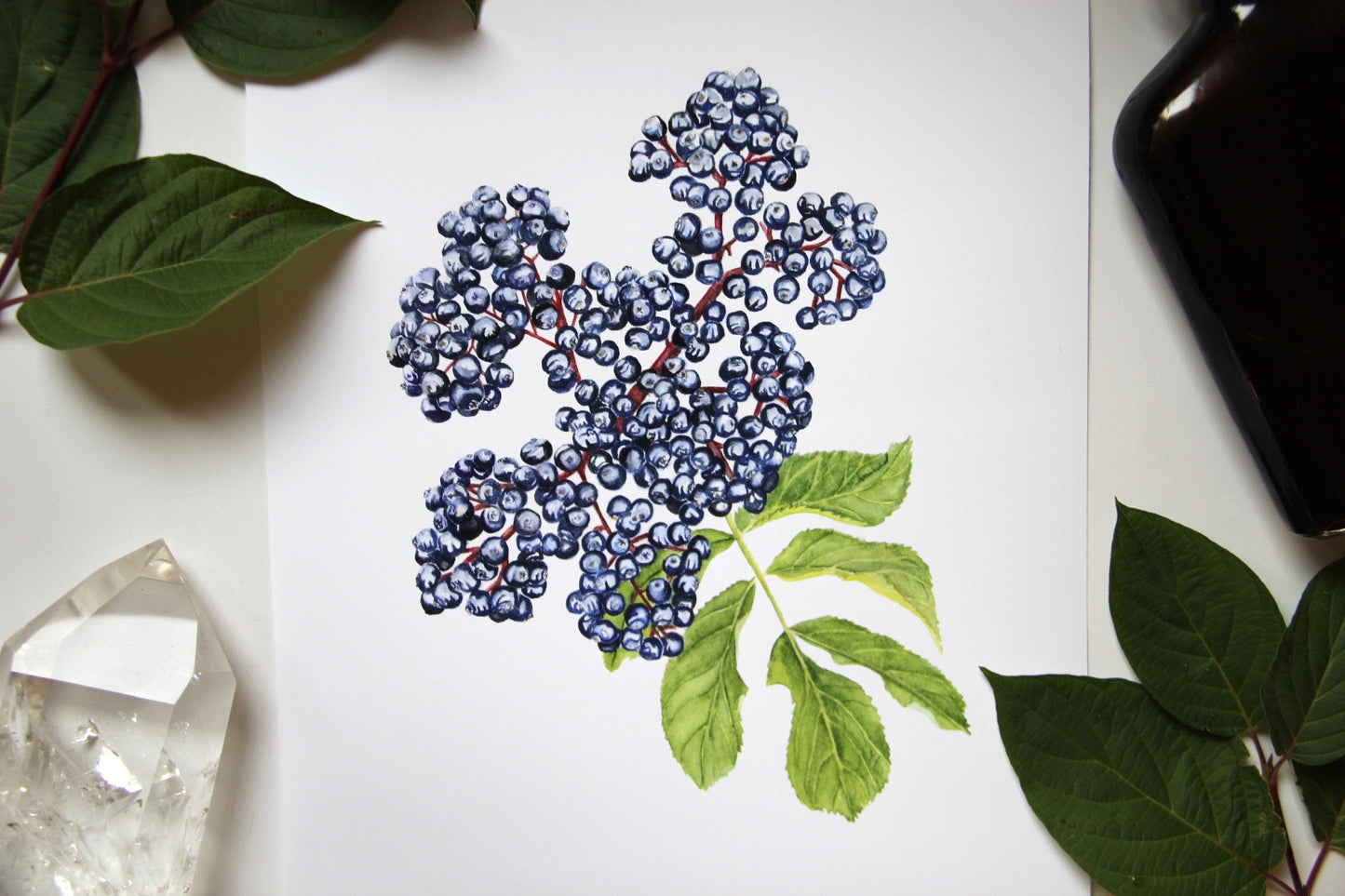 Elderberry Botanical Watercolor Print