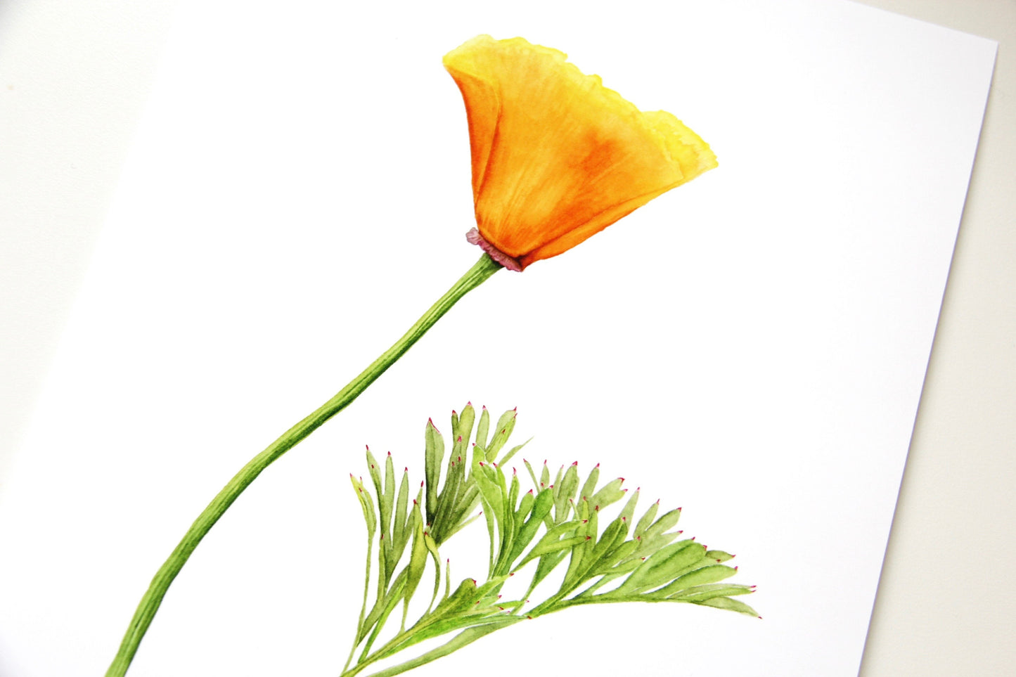 California Poppy Botanical Print