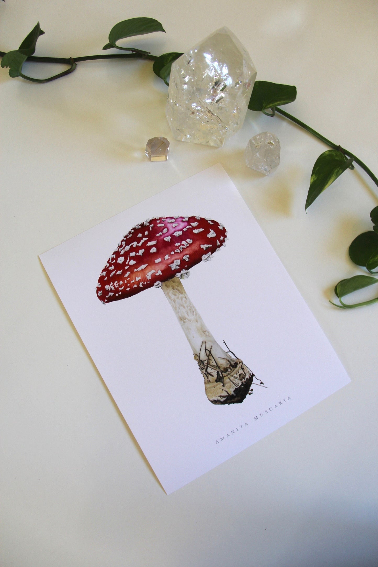 Amanita Muscaria Botanical Watercolor Print