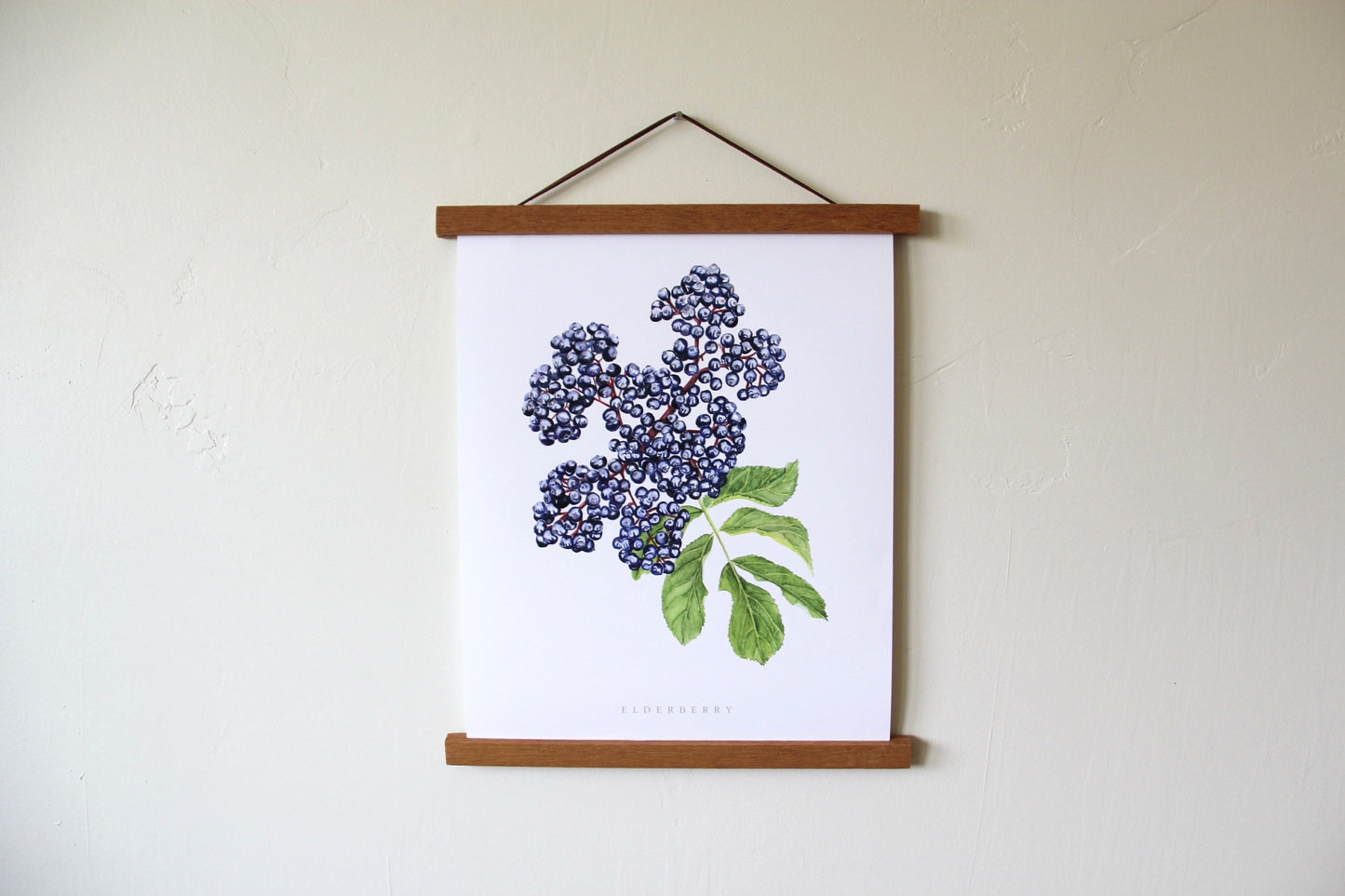 Elderberry Botanical Watercolor Print