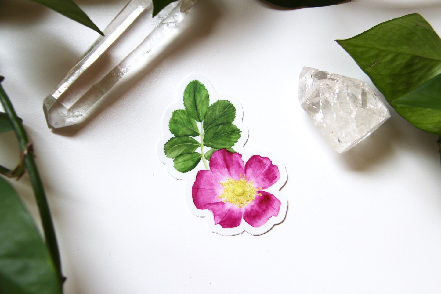 Wild Rose Sticker- Watercolor Rose Sticker, Botanical Stickers, Flower Sticker, Flower Decals, Wildflowers