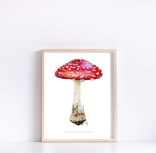 Amanita Muscaria Botanical Watercolor Print