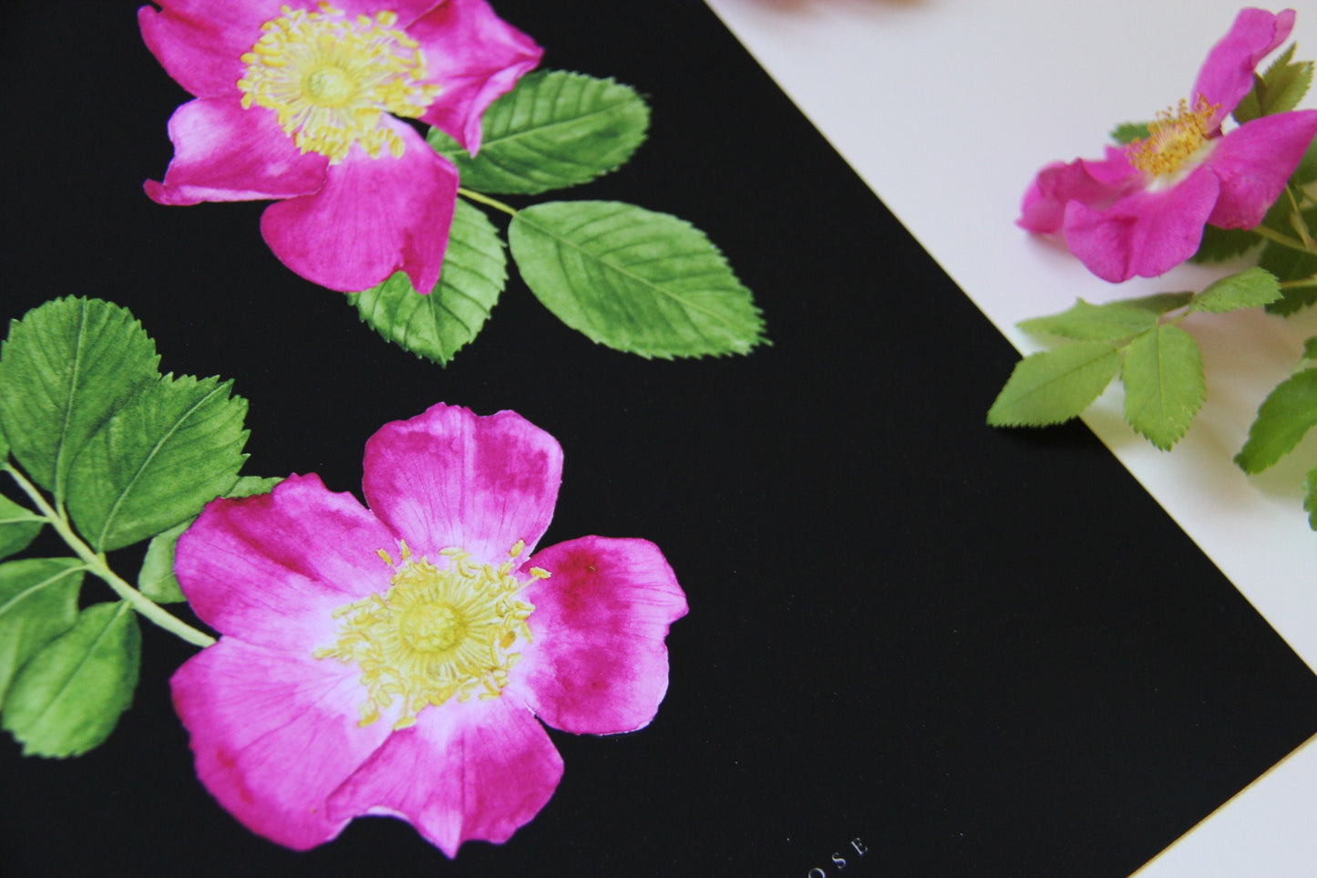 Rose Print- Wild Rose Botanical Illustration