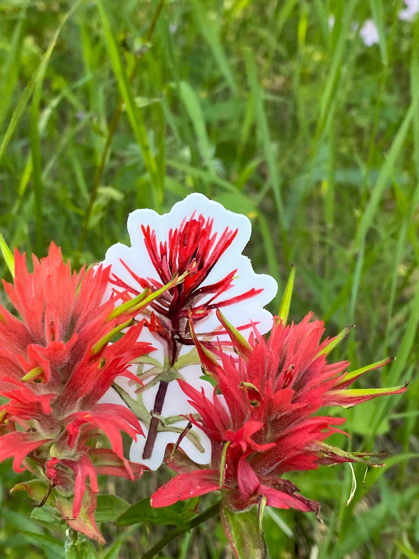 Indian Paintbrush Sticker